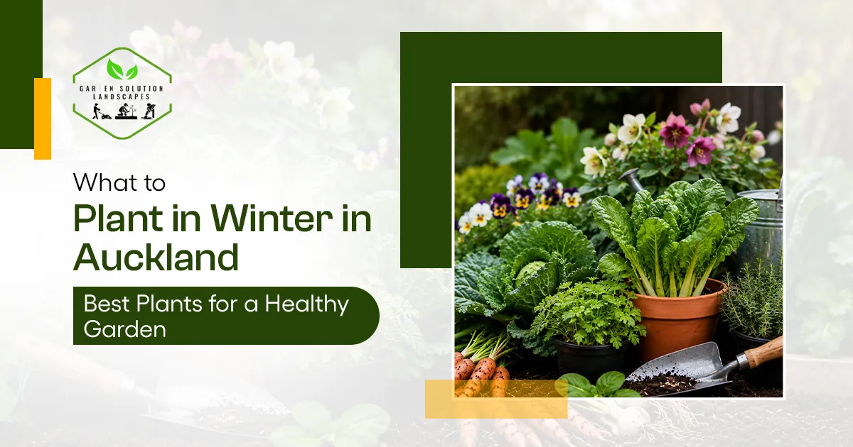 What to Plant in Winter in AucklandBest Plants for a Healthy Garden blog banner image