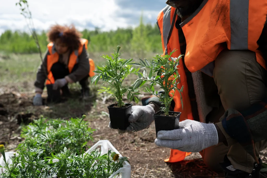 reforestation-done-by-voluntary-group